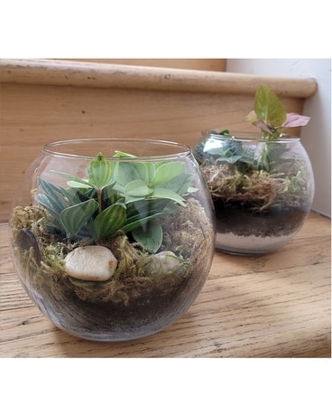 Bubble Terrarium Plant