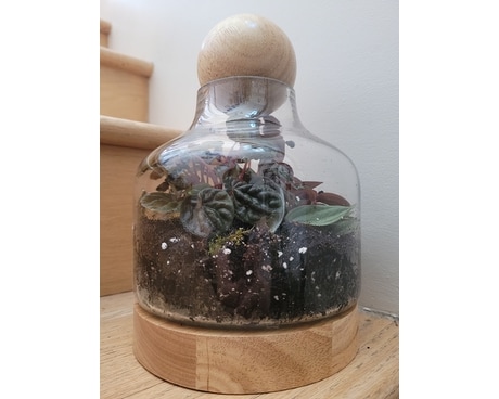 Jar Terrarium Plant