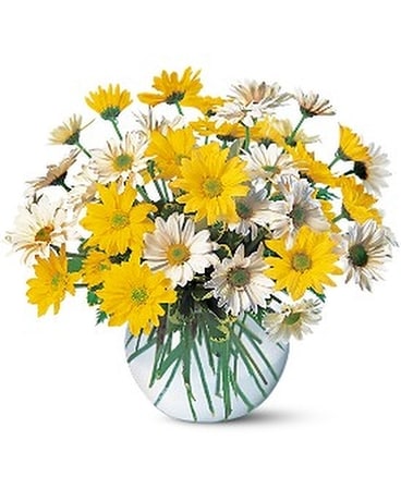 Dashing Daisies Flower Arrangement