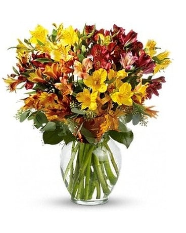 Fall Alstromeria