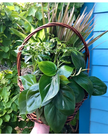 Designer's Choice Houseplant Garden Dish Garden Plant