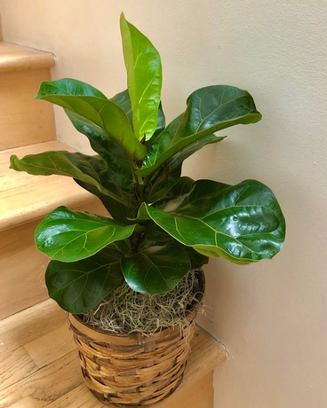 6 Inch Plant in a Basket Flower Arrangement