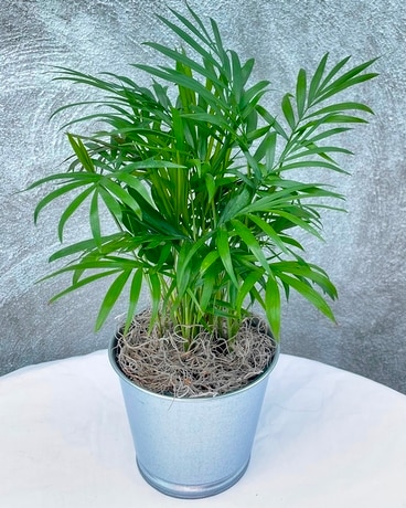 Parlor Palm (4 inch) Plant