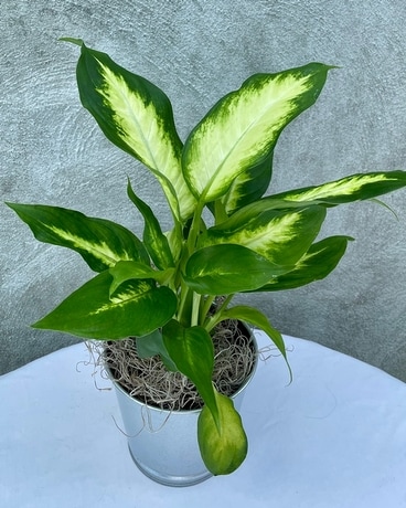 Dumb Cane (4 inch) Plant