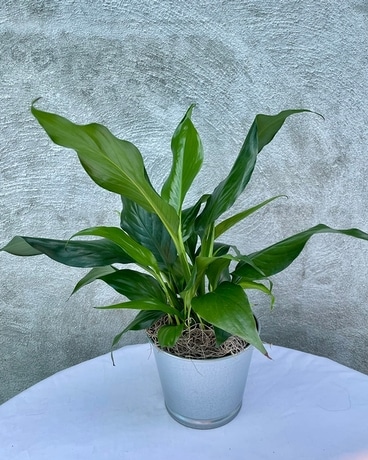 Peace Lily (4 inch) Plant