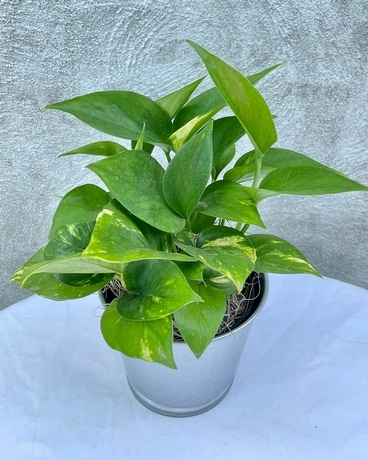 Pothos (4 inch) Plant