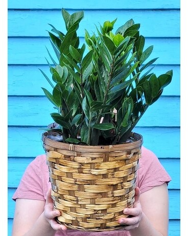 ZZ Plant- Large Plant