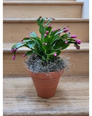 Thanksgiving Cactus Plant