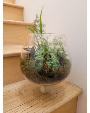 Retro Snifter Terrarium Plant