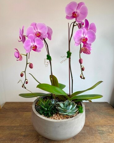 Desert Oasis - Magnificent Dish Garden Plant