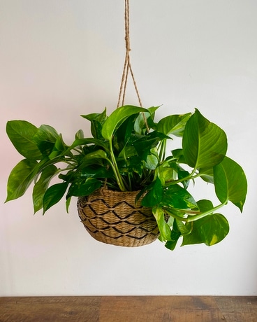 Hanging Pothos Plant