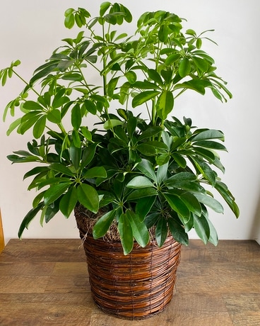 Large Schefflera Plant Plant