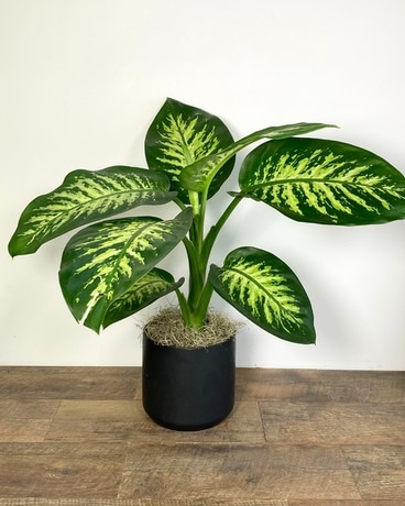 Tropic Snow Diffenbachia Plant