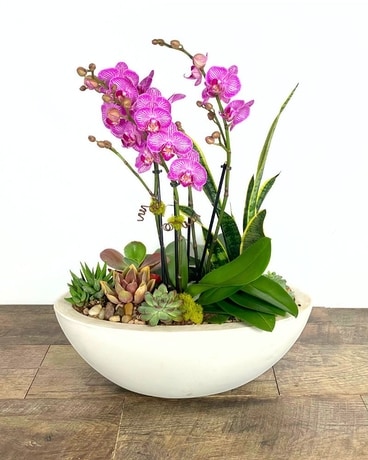 Plants in Longmont, CO | Same-Day Flower Delivery | Longmont Florist