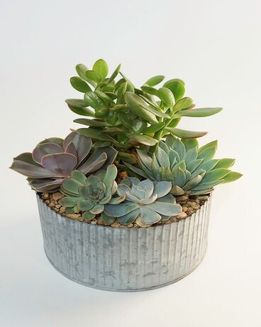 Desert Beauty Flower Arrangement