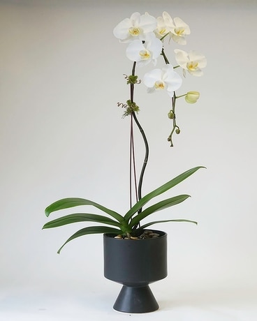 White size,  inches height and  inches wide.