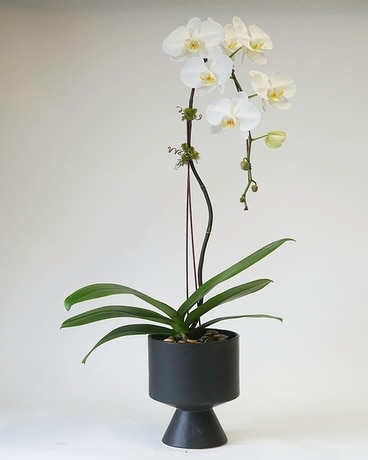 Elegant Orchid Plant