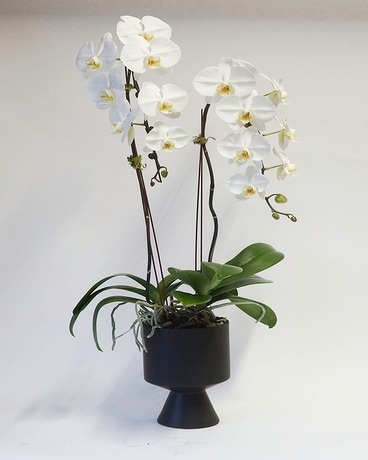 Elegant Double-stem Orchid Plant