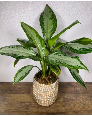 Chinese Evergreen Flower Arrangement