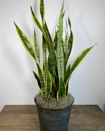 Large Snake Plant in a Tin Plant