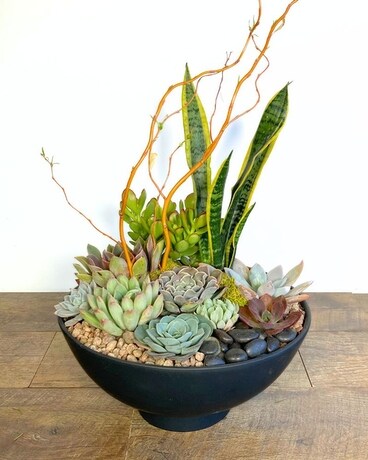 succulent rare Echeveria Cherry Rare Succulent Plant - Bare Root Easy Care Live main image 1