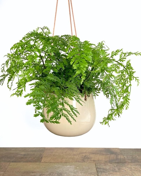 Hanging Mother Fern in Longmont CO - Longmont Florist