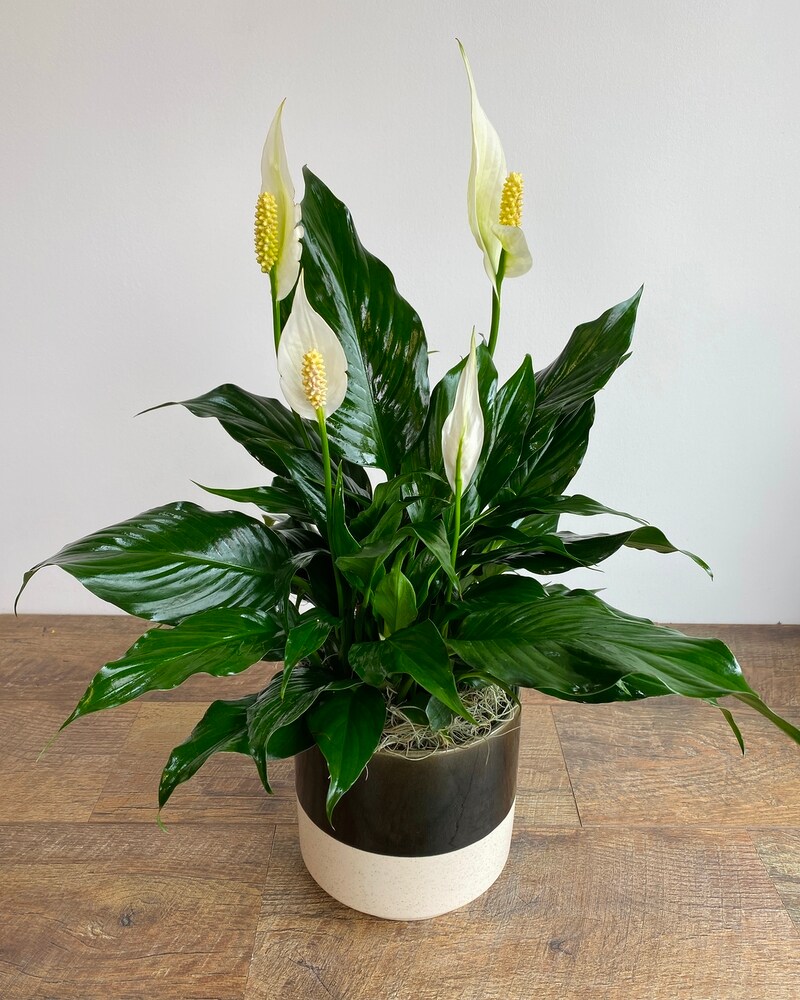 Peace Lily in Ceramic in Longmont CO - Longmont Florist