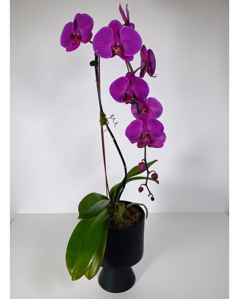 Vivid Orchid in Longmont CO - Longmont Florist