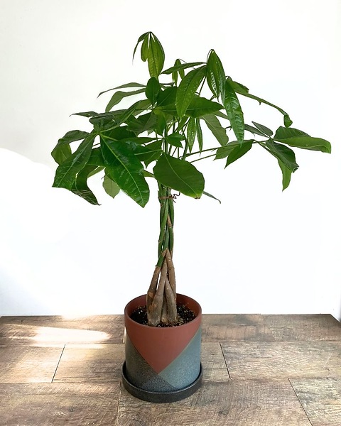 Money Tree in Longmont CO - Longmont Florist