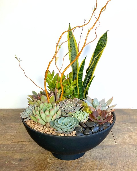 High Desert Succulent Garden