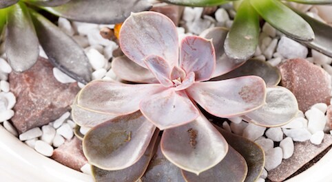 Dish Gardens