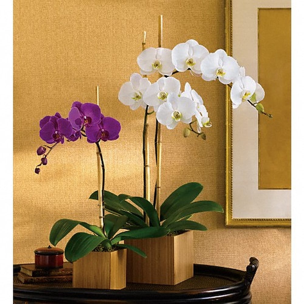 Opulent Orchids in Santa Monica CA - Edelweiss Flower Boutique