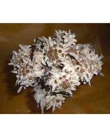 Edelweiss Flower (edelweiß cut stems) in Santa Monica CA