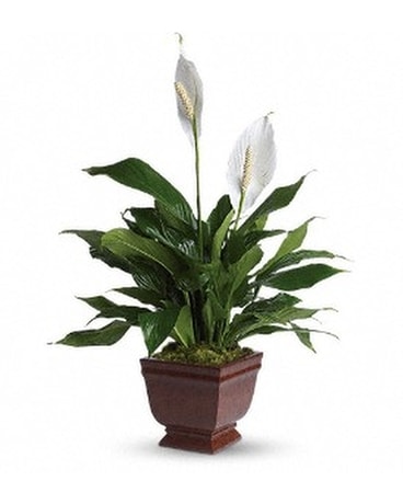 Lovely One Spathiphyllum Plant