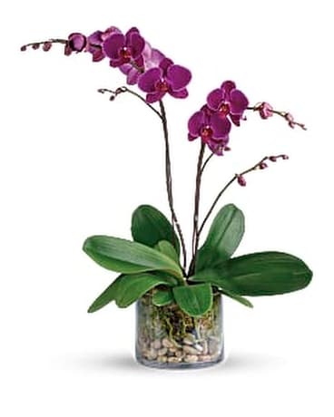 Glorious Gratitude Orchid Flower Arrangement