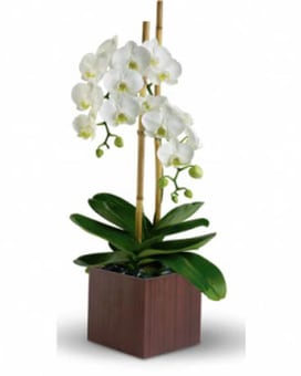 Opulent Orchids in Dark Box