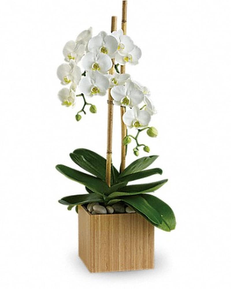 Opulent Orchids in Santa Monica CA - Edelweiss Flower Boutique