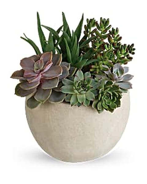 tiger lily easton Tiger Lily Plant for Sale