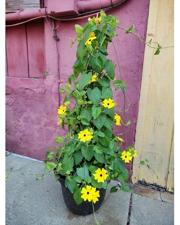 Trellis porch pot Plant