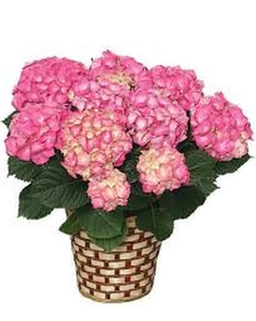Blooming Hydrangea Flower Arrangement