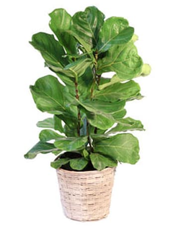 Fiddle Leaf Fig Flower Arrangement