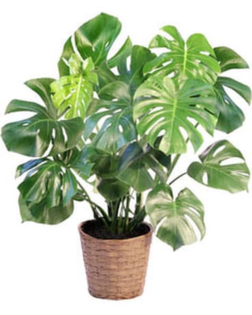 Montera House Plant Flower Arrangement
