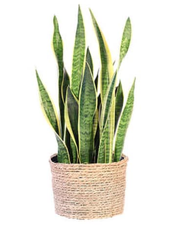 Snake Plant Flower Arrangement