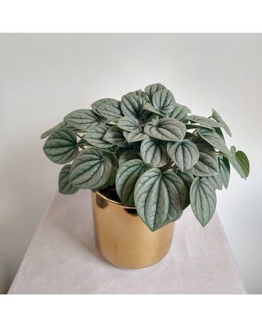 Frosted Peperomia Plant