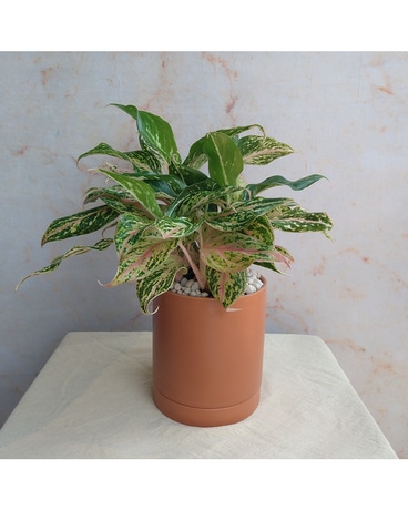 Aglaonema Flower Arrangement