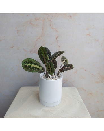 Prayer Plant Flower Arrangement