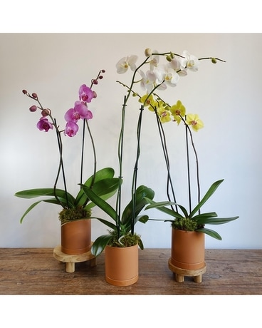 Phalaenopsis Orchid Plant