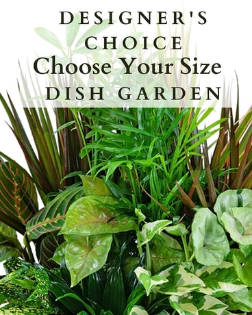 Dish Garden - Choose Your Size Plant