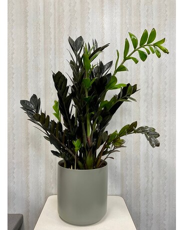 Black Raven ZZ Plant Flower Arrangement