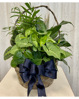 10” Dish Garden ~ Basket Flower Arrangement